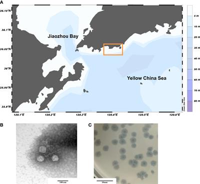 Abundance and ecological footprint of Pseudoalteromonas phage vB_PhoS_XC in the Ulva prolifera green tide